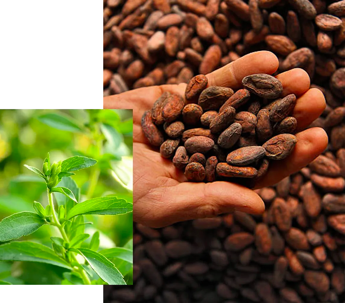 Cacao beans and stevia plant