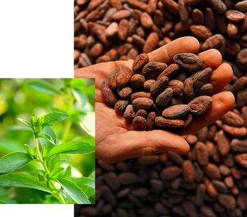 Cacao beans and stevia plant