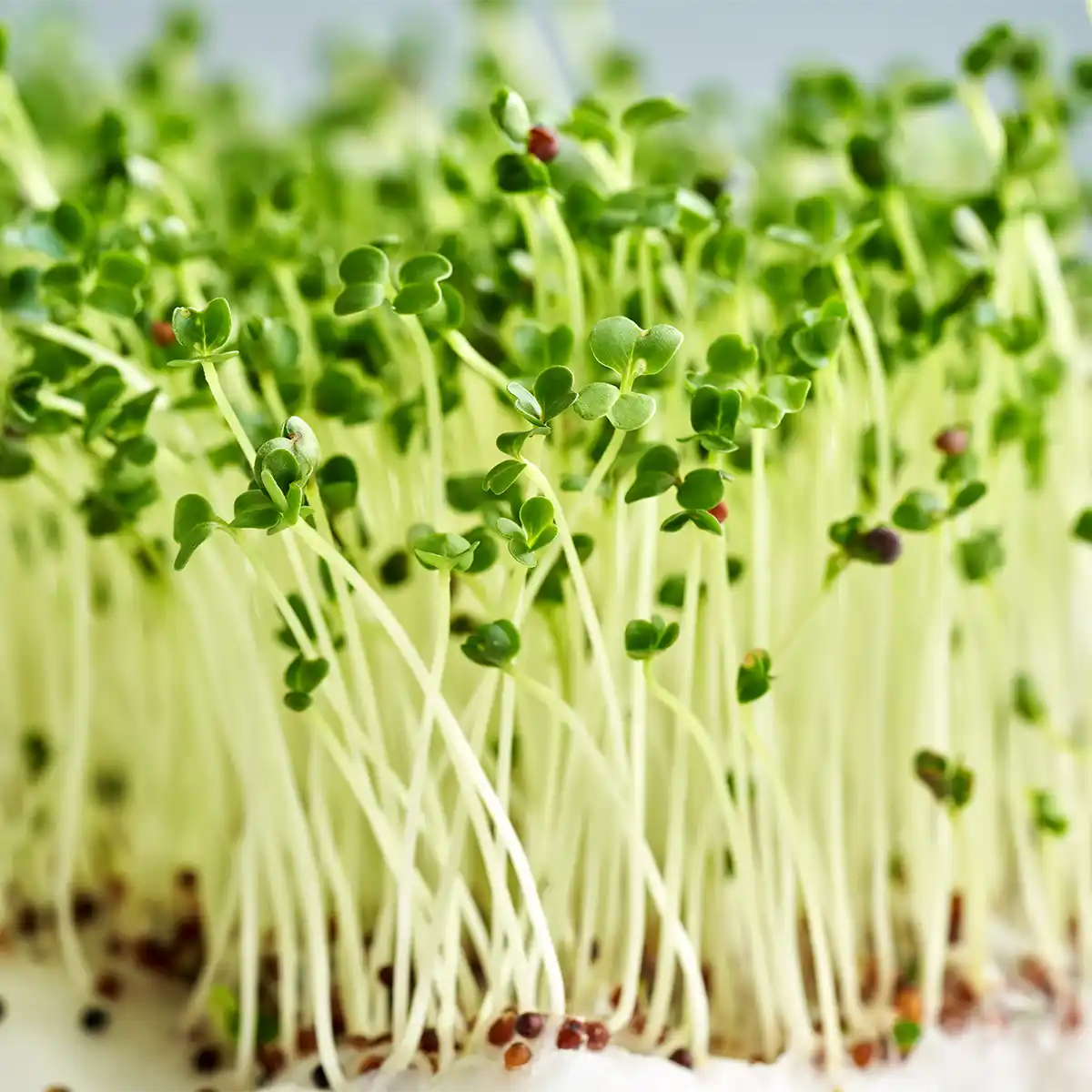 Broccoli Microgreens