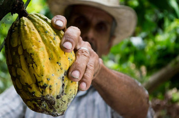 Farmer harvesting yellow cacao pod
