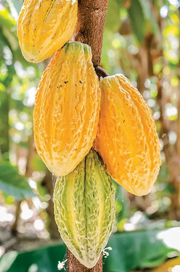 Yellow cacao pods on a tree