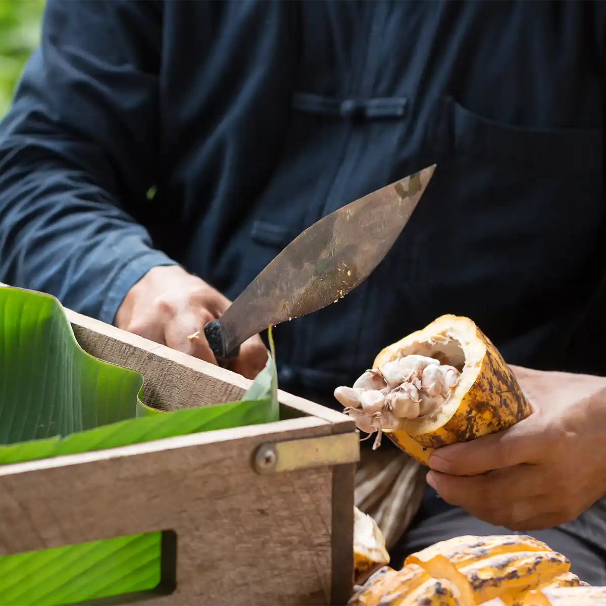 Cacao fruit cut open in farmer's hand