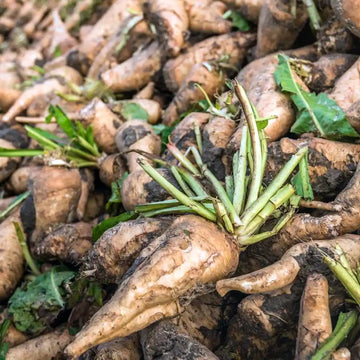 Chicory root fiber